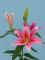 Acapulco__OR_.JPG (90488 bytes)