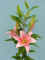 Bellezza__OR_.JPG (87819 bytes)