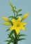 CEB_Dazzle__LA_.jpg (52045 bytes)