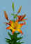 Cancun__AZ_.JPG (62872 bytes)