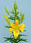 Cordelia__AZ_.JPG (80531 bytes)