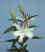 Expression__OR_.JPG (51985 bytes)