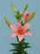 Minstreel__AZ_.JPG (58035 bytes)