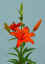 Nello__AZ_.JPG (53926 bytes)