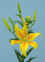 Pollyanna__AZ_.JPG (72061 bytes)