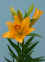 Royal_Trinity__LA_.JPG (68423 bytes)
