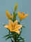 Salmon_Classic__LA_.jpg (59582 bytes)
