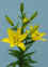 Sole_Mio__AZ_.JPG (70926 bytes)